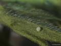 Polyommatus agestis (Çokgözlü Esmer)